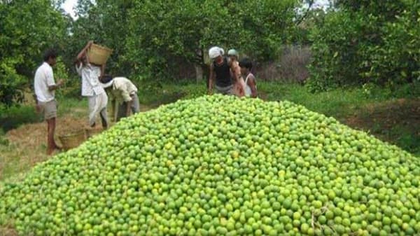 आंध्र प्रदेशातील शेतकऱ्याचं लाखोंच उत्पन्न, मोठमोठ्या व्यावसायिकांनाही टाकलं मागं