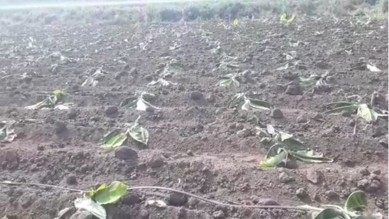 Banana Crop, Farmer 