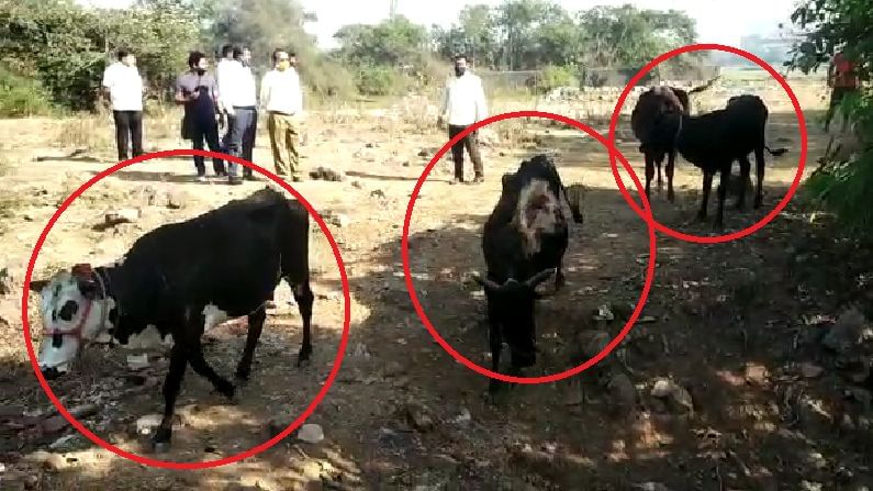 मुंबई विद्यापीठात गुरांचा वर्ग, कलिना कॅम्पसमधील टेनिस कोर्टात गुरं चरायला मुंबई विद्यापीठात गुरांचा वर्ग, कलिना कॅम्पसमधील टेनिस कोर्टात गुरं चरायला
