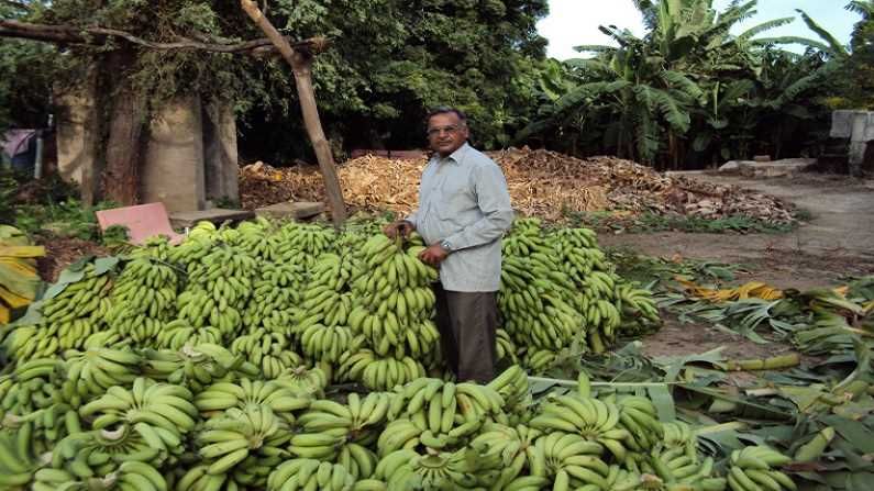 Special Story | जैविक शेतीतून केळी उत्पादनात दुप्पट फायदा मिळवणाऱ्या शेतकऱ्याची यशोगाथा