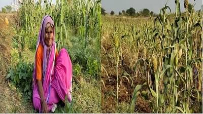 उगीच नाही जगाचा पोशिंदा, माणसं तर जगवतोच पण पाखरांसाठीही ठेवतो, वाचा 81 वर्षाच्या आजीची भूतदया