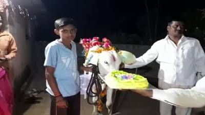 रांगोळी, आकर्षक फुगे आणि केकची मेजवानी, गायीचा पहिल्या वाढदिवसाचे जोरदार सेलिब्रेशन