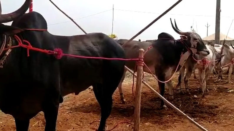 सांगलीत लॉकडाऊननंतर पहिल्यांदाच बैलबाजार फुलला; खिलार बैलाला 'इनोव्हा' एवढी किंमत!