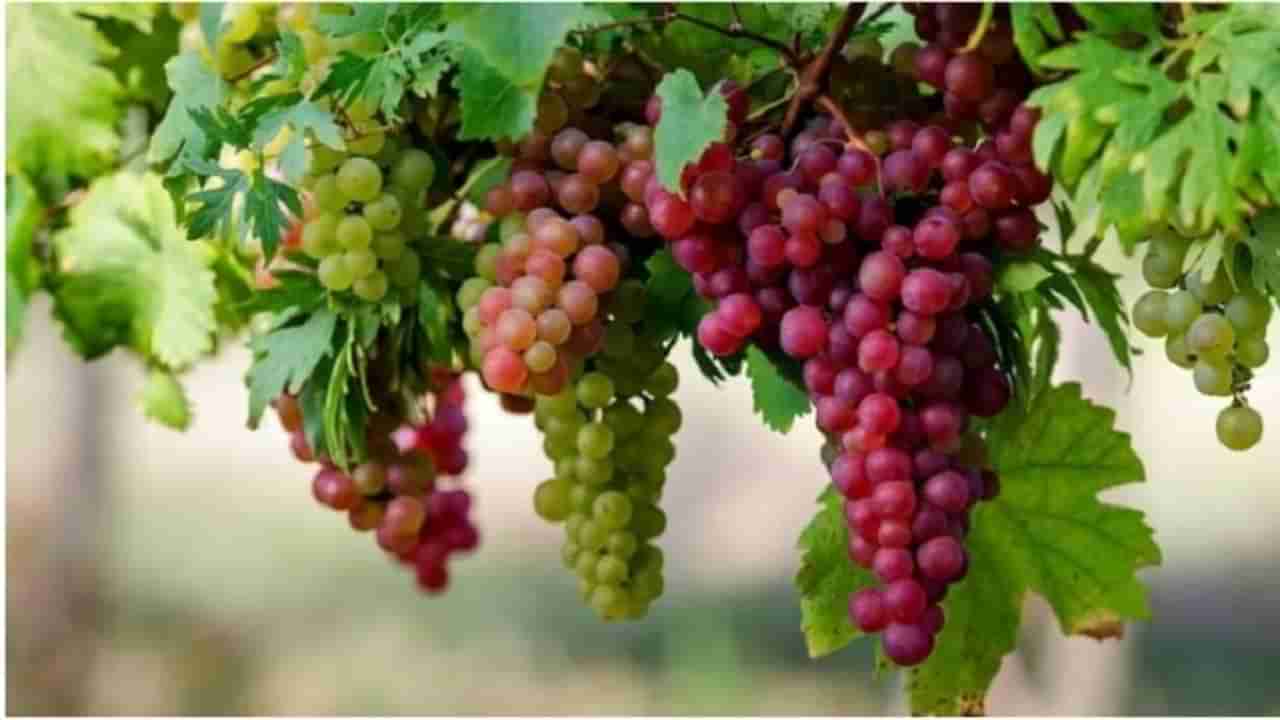 Grapes Benefit | हिवाळ्यात द्राक्ष खाण्याचे हे जबरदस्त फायदे, वाचून विश्वास बसणार नाही...!