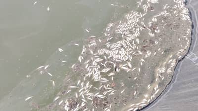 मासेही बर्ड फ्लूनं दगावतायत? लातूरात हजार मासे दगावले; तपास सुरू!