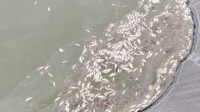मासेही बर्ड फ्लूनं दगावतायत? लातूरात हजार मासे दगावले; तपास सुरू!