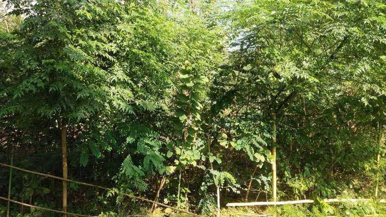 मुंबईत 24 ठिकाणी बहरली 'मियावाकी' वने; तब्बल 1 लाख, 62 हजार 398 वृक्षांचं रोपण