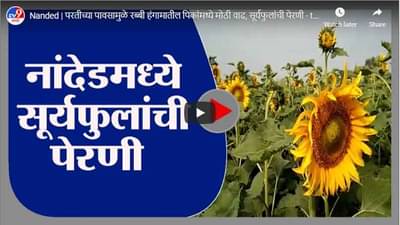 Nanded | परतीच्या पावसामुळे रब्बी हंगामातील पिकांमध्ये मोठी वाढ, सूर्यफुलांची पेरणी