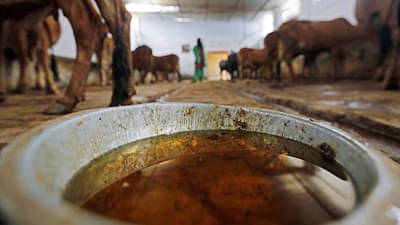 एमपी गजब है! गोमूत्र फिनाईलनेच ऑफिस साफ करण्याचा आदेश! बाबू लोकांसमोर धर्मसंकट