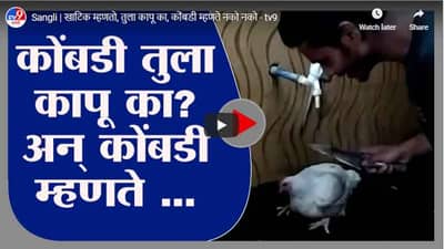 Sangli | खाटिक म्हणतो, तुला कापू का, कोंबडी म्हणते नको नको