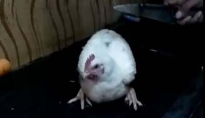 तुला कापू का विचारल्यावर कोंबडी चक्क नको म्हणाली, VIRAL व्हीडिओ पाहून पोट धरून हसाल