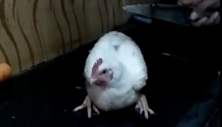 तुला कापू का विचारल्यावर कोंबडी चक्क नको म्हणाली, VIRAL व्हीडिओ पाहून पोट धरून हसाल