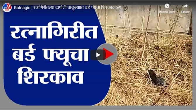 Ratnagiri | रत्नागिरीतल्या दापोली तालुक्यात बर्ड फ्यूचा शिरकाव