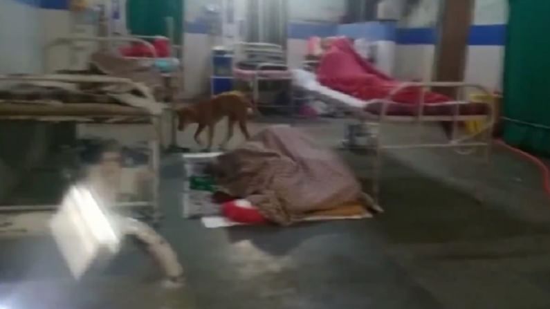 मध्य भारतातील सर्वात मोठ्या शासकीय रुग्णालयात कुत्र्यांचा धुमाकूळ, रुग्णांच्या आजूबाजूला कुत्र्यांचा पहारा