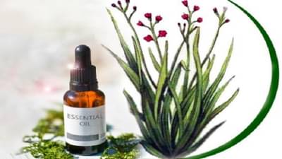 ह्या गवताला गुलाब फुलांचा सुगंध, शेती केली तर लाखों कमाईची संधी, वाचा सविस्तर