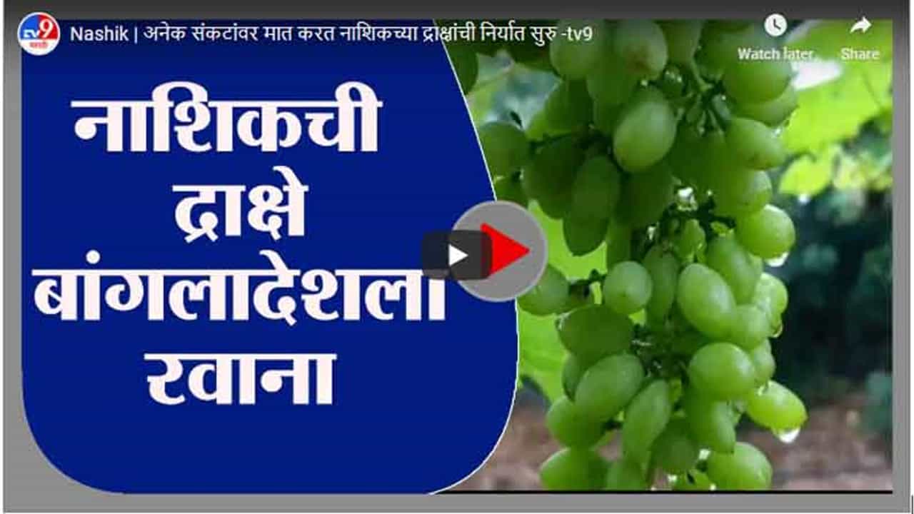 Nashik | अनेक संकटांवर मात करत नाशिकच्या द्राक्षांची निर्यात सुरु