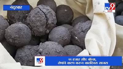 शहाद्याच्या नगराध्यक्षांच्या वाढदिवसाचं अनोखं सेलिब्रेशन, 11 हजार सीड बॉल आणि 1 हजार रोपांचं वाटप!