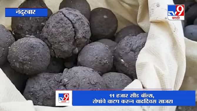 शहाद्याच्या नगराध्यक्षांच्या वाढदिवसाचं अनोखं सेलिब्रेशन, 11 हजार सीड बॉल आणि 1 हजार रोपांचं वाटप!
