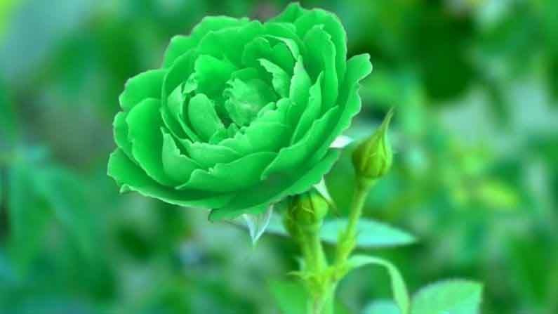 हिरवा गुलाब : ही फुले ज्यांना जीवनात यश मिळवायचे आहे, अशा खास जवळच्या व्यक्तीला भेट म्हणून दिली जाऊ शकतात. हिरवा गुलाब आनंद, संपत्ती आणि समृद्धीचे प्रतीक आहे.