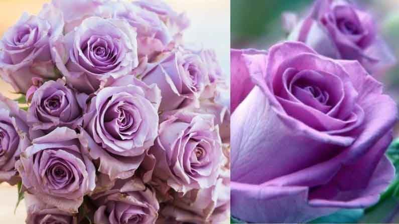 लेव्हेंडर गुलाब : जर आपण एखाद्या व्यक्तीच्या प्रथमदर्शनी प्रेमात पडला असाल, तर त्यांना लेव्हेंडर रंगाचे गुलाब द्या. लॅव्हेंडर गुलाब आपले आकर्षण व्यक्त करण्यासाठी दिला जातो.