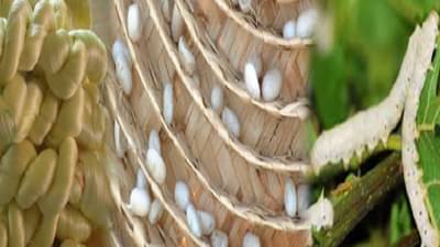 शेती परवडत नाही म्हणता? मग रेशीम शेती करा, लाखो कमाईची हमी, सरकारकडून महारेशीम अभियान, वाचा सविस्तर