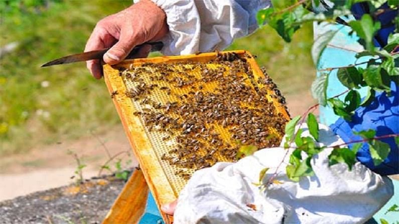 मधमाशी पालनातून दर महिना कमवा 1 ते 1.5 लाख रुपये