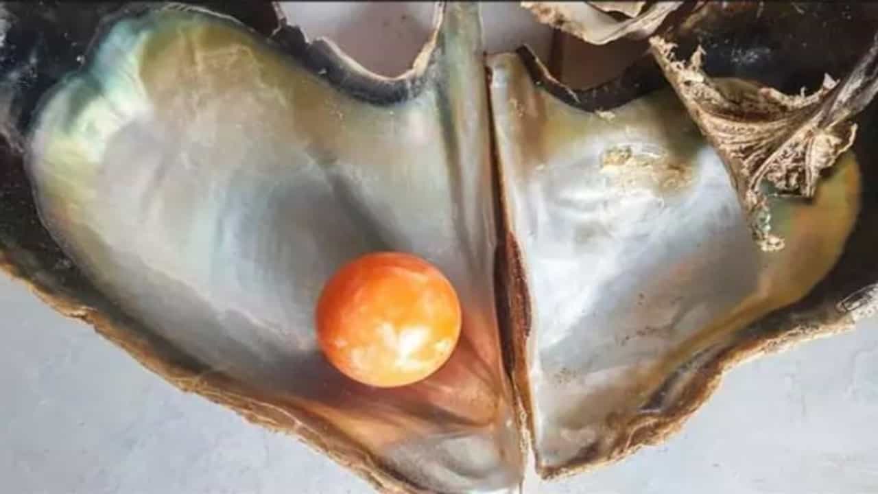 मासेमारी करणाऱ्याला सापडला दुर्मिळ नारंगी मोती, किंमत ऐकून भुवया उंचावतील