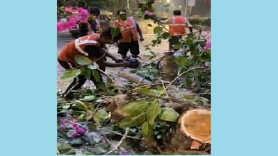 ब्रिटीशकालीन वडाचे झाड तोडले, नागरिकांच्या ट्विटला थेट आदित्य ठाकरेंचा प्रतिसाद, पुढे काय झालं?