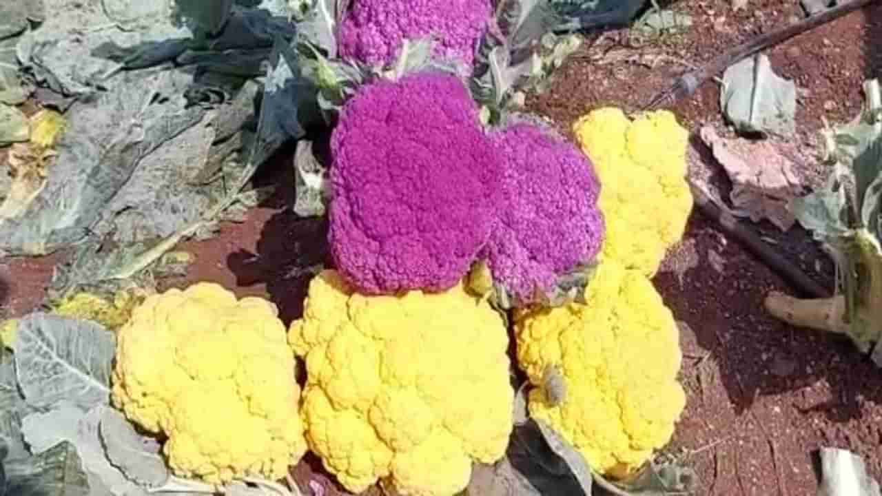 Colourful Cauliflower Farming | जांभळ्या-पिवळ्या फ्लॉवरची लागवड, नव्या प्रजातीचा फुलकोबी भाव खाणार!