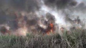 video | शेतात शॉर्टसर्किट, काही क्षणांत तब्बल 8 एकरातील ऊस जळून खाक, पाहा व्हिडीओ