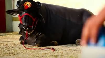 जगातला सर्वात महागडा रेडा पाहिलात का? त्याच्या किंमतीच्या ना गाड्या, कार, खातोही एवढं की मालक कंगाल होईल! वाचा सविस्तर