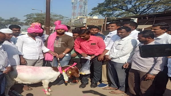 आफ्रिकन शेळीने नेवाशातील शेतकऱ्याचं नशीब पालटलं, एका शेळीला बुलेटची किंमत!