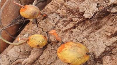 पुण्यात ग्रामपंचायत सदस्यांची नावे लिंबावर, सरपंचपदाच्या निवडणुकीसाठी जादूटोणा झाल्याचा दावा