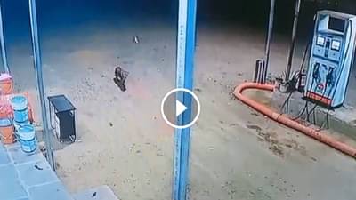 Video : पेट्रोल पंपावर बिबट्या शिरला, कर्मचाऱ्याची पाचावर धारण, पुढे काय झालं तुम्हीच पाहा....!
