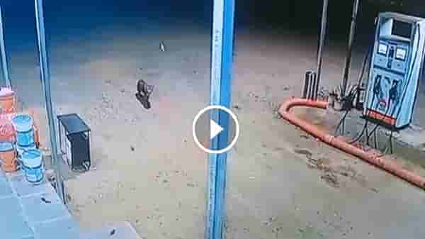 Video : पेट्रोल पंपावर बिबट्या शिरला, कर्मचाऱ्याची पाचावर धारण, पुढे काय झालं तुम्हीच पाहा....!