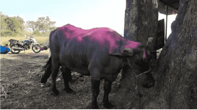 कारच्या किमतीची मुऱ्हा म्हैस, येवल्यातील शेतकरी मालामाल