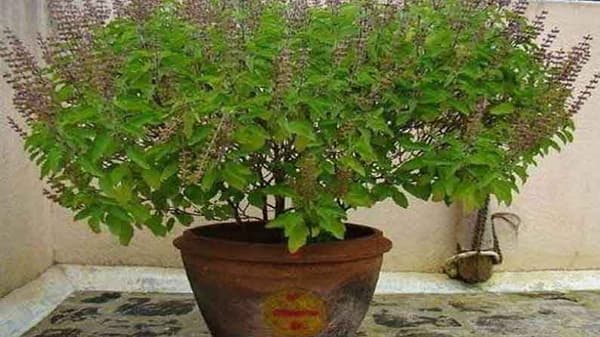 Tulsi | चुकूनही चावून खाऊ नका तुळशीची पाने, अन्यथा होऊ शकते नुकसान!