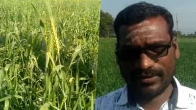 अकोल्याच्या शेतकऱ्याची काळ्या गव्हाची लागवड, बाजारपेठेत जास्त भाव, चांगल्या उत्पन्नाची आशा