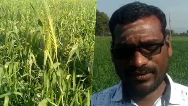 अकोल्याच्या शेतकऱ्याची काळ्या गव्हाची लागवड, बाजारपेठेत जास्त भाव, चांगल्या उत्पन्नाची आशा