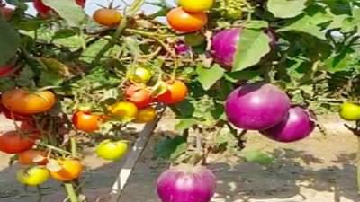 वांगी आणि टोमॅटो एकाच झाडाला लागलेलं पाहिलंय का? अजब संशोधनाची सर्वत्र चर्चा