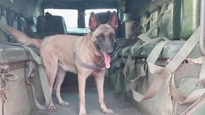 या कुत्र्यांचा पोलीस आणि सैन्यातील श्वान पथकात समावेश, नेमकं ट्रेनिंग कसं देतात?