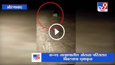 Video : कन्नडमध्ये बिबट्याचा धूमाकूळ, शिकारीसाठी लोकवस्तीत वावर, व्हिडीओ व्हायरल