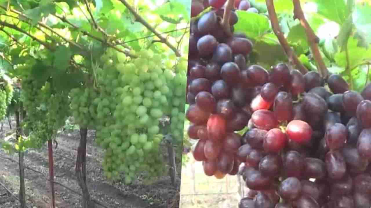 द्राक्ष पंढरीतील शेतकरी आक्रमक,निर्यातीवरील सबसिडी सुरु करण्याची मागणी
