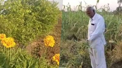 चंद्रपूरच्या शेतकऱ्याची मिश्र शेतीमध्ये योग्य नियोजनाची सांगड; 7 एकरांमध्ये नवनव्या प्रयोगांनी प्रगती