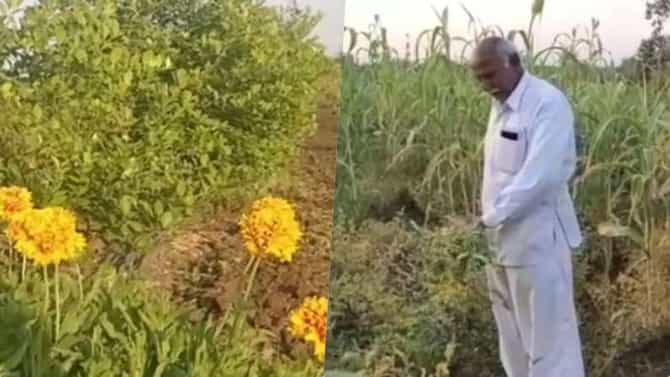 चंद्रपूरच्या शेतकऱ्याची मिश्र शेतीमध्ये योग्य नियोजनाची सांगड; 7 एकरांमध्ये नवनव्या प्रयोगांनी प्रगती