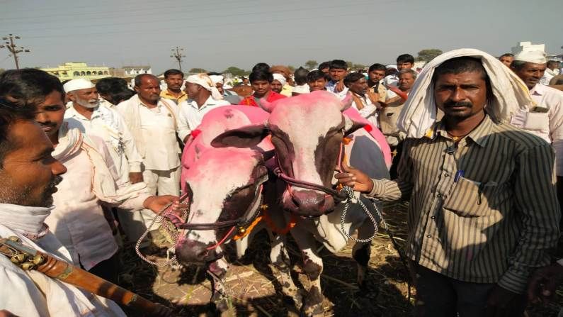 मागील वर्षी कोरोनाचा प्रसार झाला. लॉकडाऊन लागला आणि यात्रा, बाजार यांच्यावर बंदी आली. यामध्ये जनावराचे बाजार देखील मागील एक वर्षापासून होऊ शकले नव्हते. त्यामुळे जातिवंत जनावराच्या विक्रीवर अवलंबून असलेल्या शेतकऱ्यांचे अर्थचक्र थांबले होते. मात्र, आता कोरोनांनंतर अनेक गोष्टी पूर्वपदावर येत असताना जनावरांचे बाजार देखील भरू लागले आहेत.  