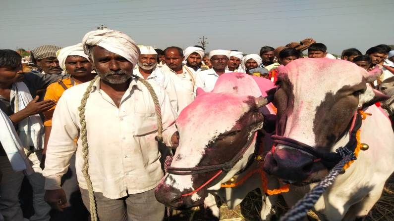 
आपल्या पशुधनाला चांगली किंमत मिळावी अशी प्रत्येक शेतकऱ्याची इच्छा असते. शेतीतल्या मशागतीचा हंगाम संपल्याने शेतकरी आपले पशुधन विक्रीला बाजारात आणत आहेत. 