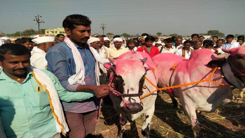 सर्वगुण संपन्न असलेल्या या बैलजोडीला लाखात किंमत मिळाल्याने शेतकरी प्रमोद बिरादार आनंदी आहेत. तर ज्यांनी खरेदी केली ते बीड जिल्ह्यातल्या धर्मापुरीचे शेतकरी महादेव दहिफळे हे देखील या बैलजोडीवर समाधानी आहेत. ज्या पशुधनावर शिवार फुलवायचा त्या पशुधनाच्या खरेदी विक्रीचा आनंदच काही और असतो . नळेगावच्या बाजारात प्रमोद बिराजदार यांची बैलजोडी विक्रीला आली होती. या बैलजोडीला तब्बल 1 लाख 81 हजार रुपये किंमत मिळाली आहे. 