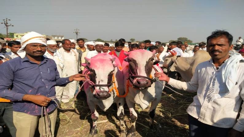 लातूर जिल्ह्यातल्या नळेगाव येथील एका शेतकऱ्याच्या बैलजोडीला विक्रमी किंमत मिळाली आहे. नळेगाव हे बैल बाजारासाठी प्रसिद्ध आहे.