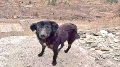 नि: शब्द ! मालकाच्या शोधासाठी कुत्रा दोन दिवसांपासून तपोवन टनलबाहेर उभा, बचाव पथकाचे जवानही हैराण